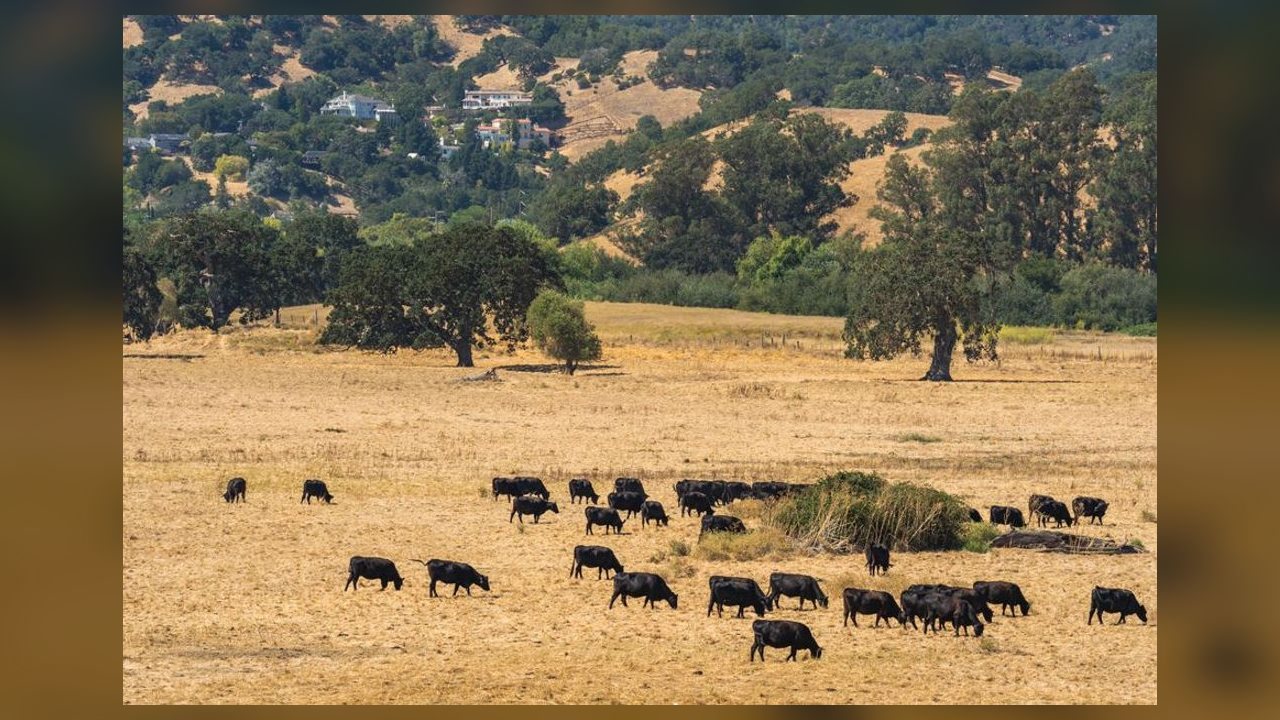 USDA eleva projeção de importação de carne bovina dos EUA para 2026 e reduz estimativas de produção e preço do boi