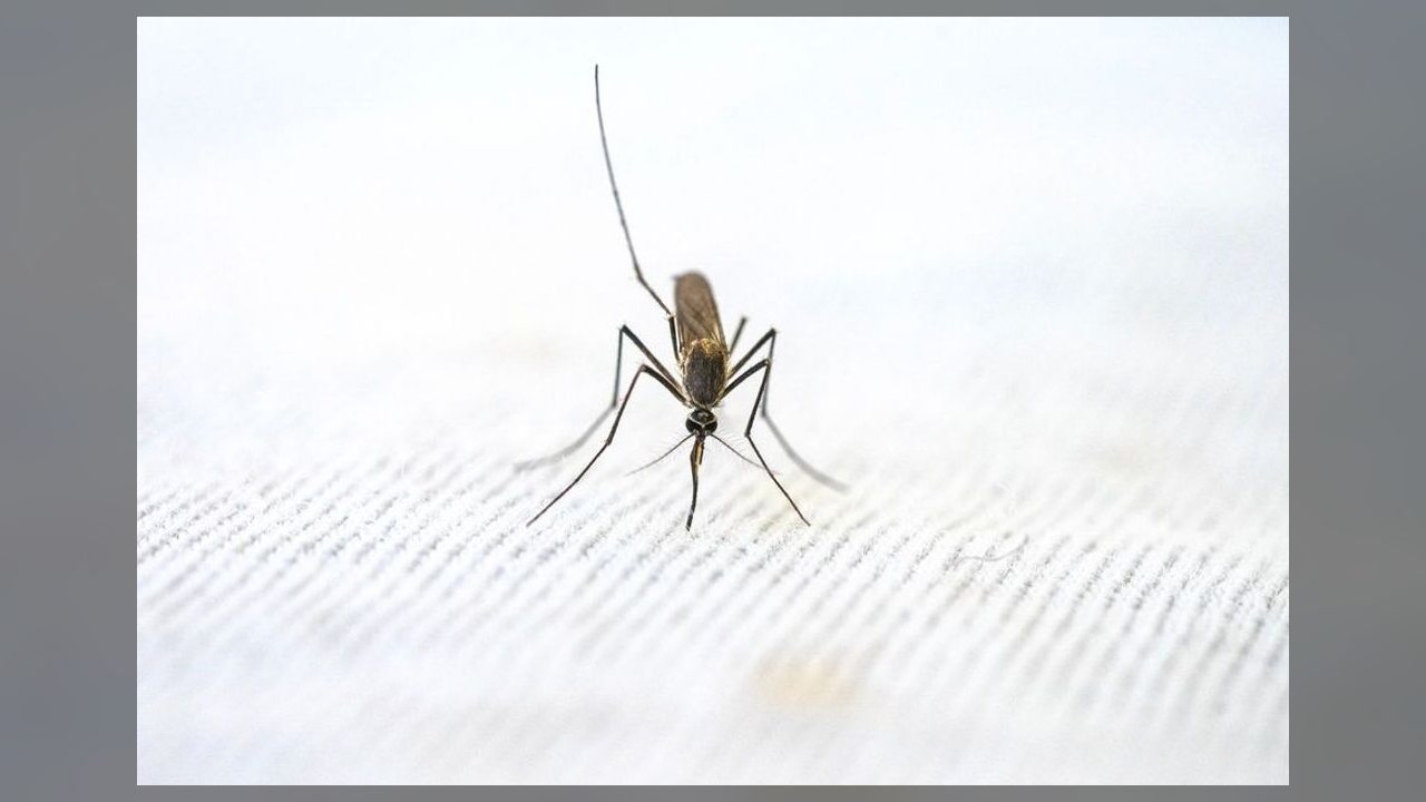 Veja quatro medidas simples para prevenir a dengue