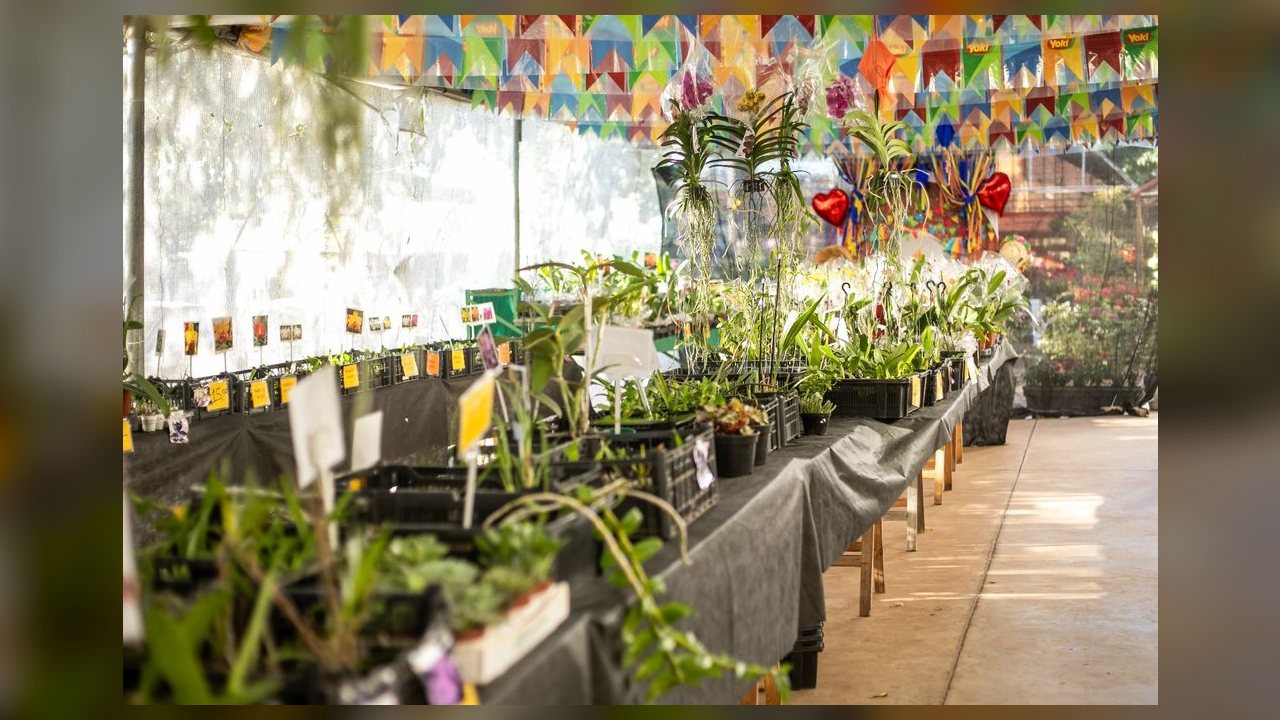 Festival de Orquídeas e Rosas do Deserto vai até domingo na Praça Alencastro