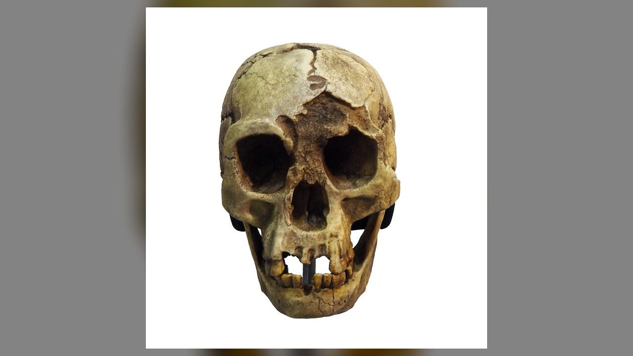 Estudo revisa dieta dos 'hobbits': hominídeos comiam carcaças deixadas por dragões-de-komodo