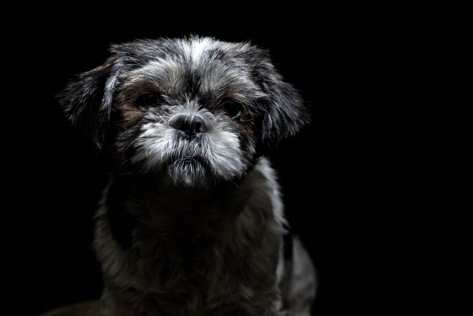 Mudança de comportamento no cachorro: quando é normal e quando acender o alerta