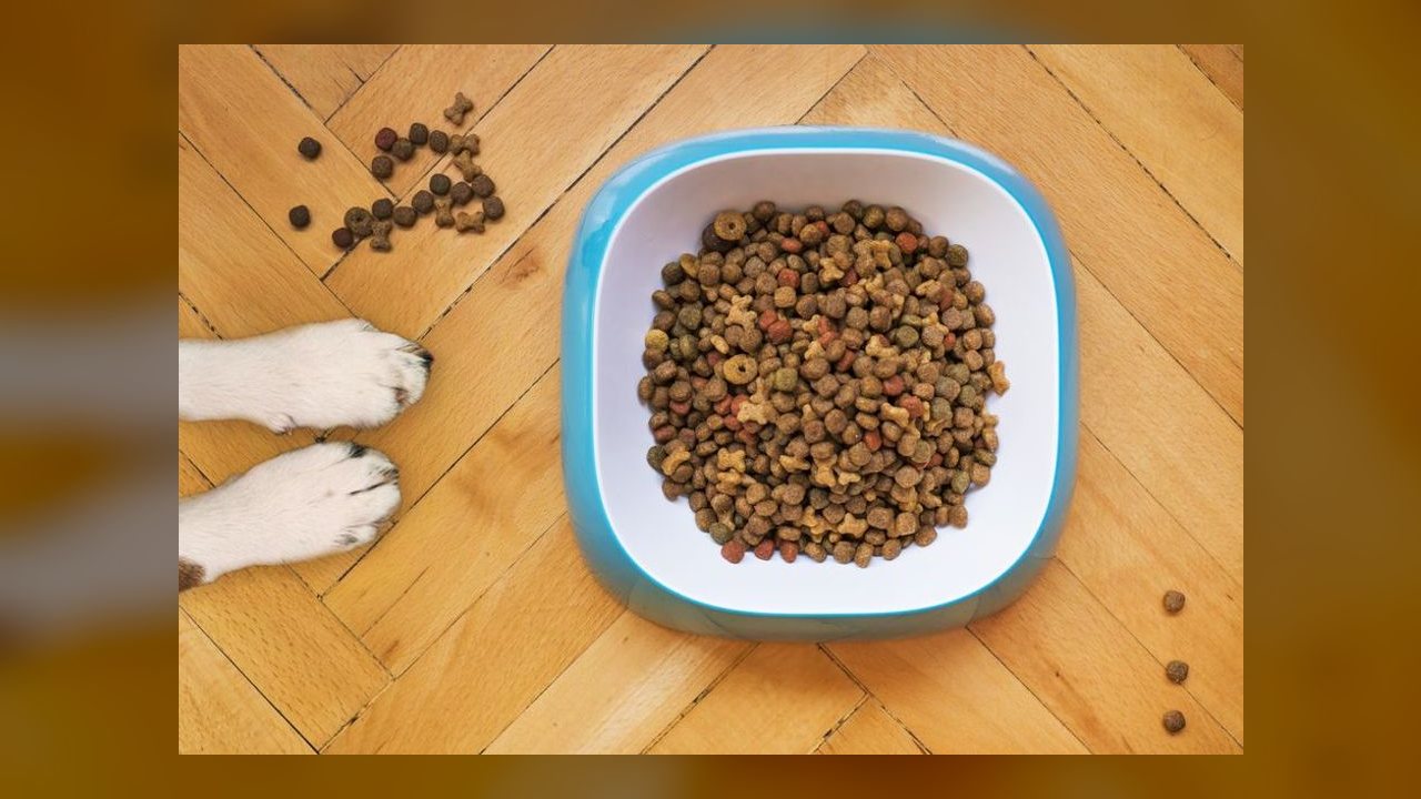Alimentação equilibrada é essencial para a saúde dos cães, orienta especialistas