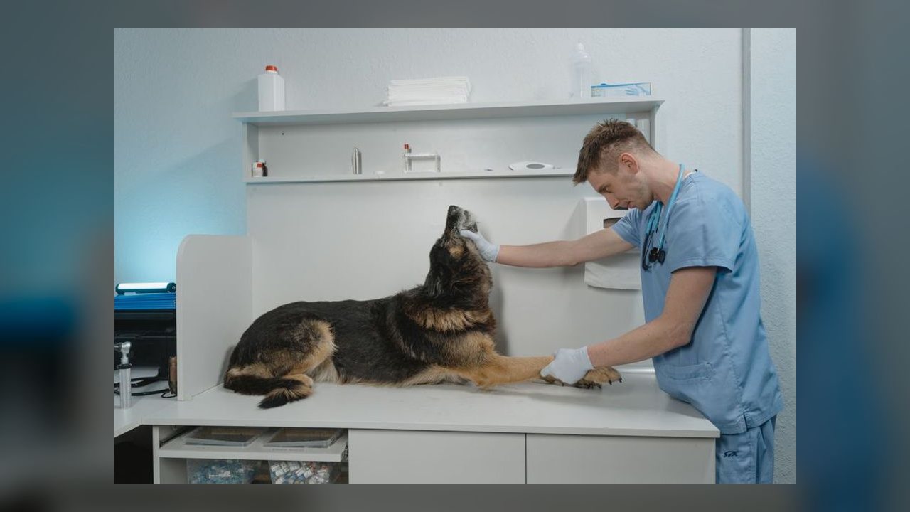 Alimentação adequada é fator decisivo para saúde e longevidade dos cães