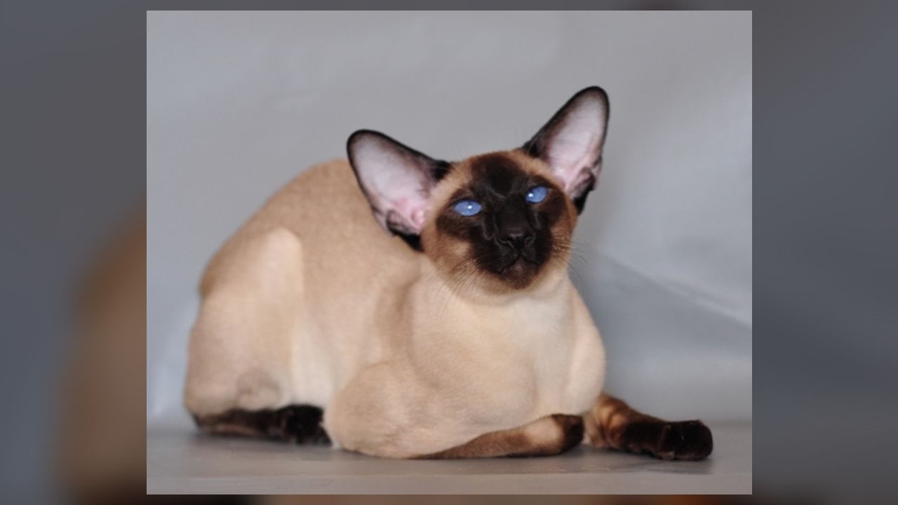 Olhar do gato pode revelar estresse antes de mudanças de comportamento, apontam especialistas