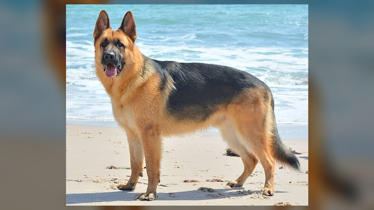 Doenças em cães: veterinários alertam para sinais discretos que tutores costumam ignorar