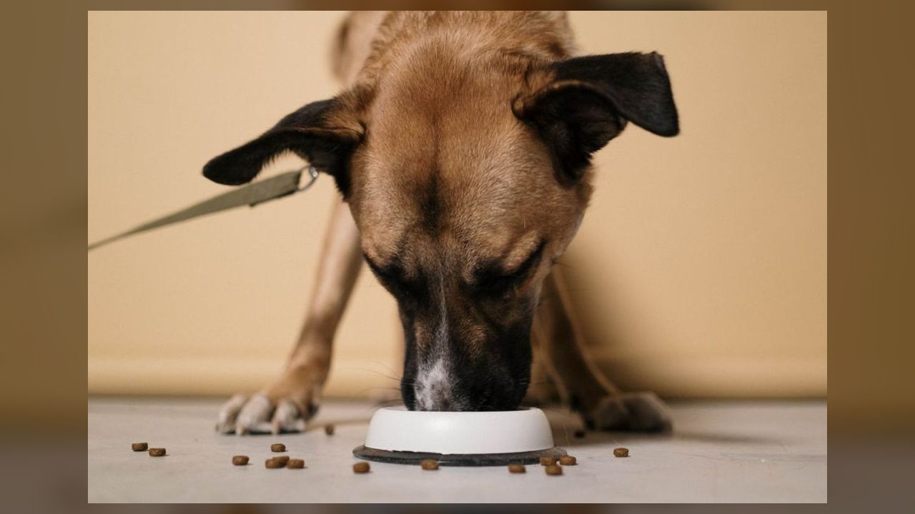 Alimentação correta é fator decisivo para longevidade e saúde de cães, apontam especialistas em nutrição animal
