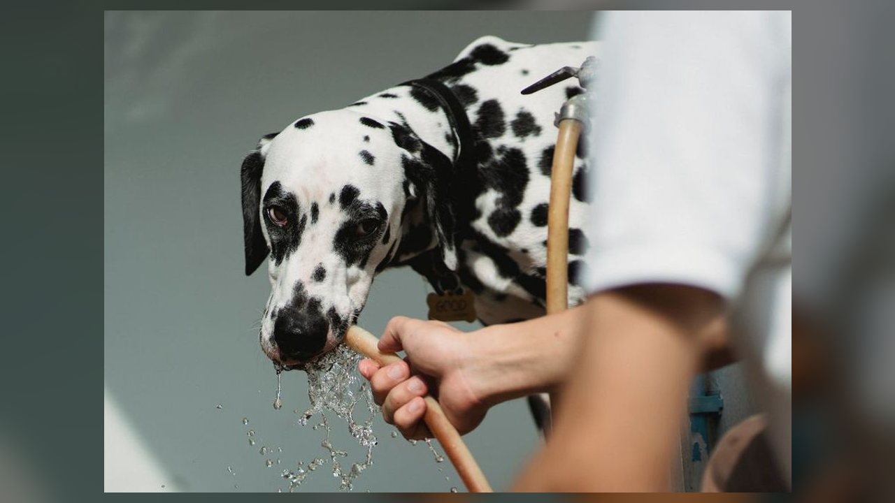 Calor em Cuiabá aumenta risco de golpe de calor em cães; veja como prevenir