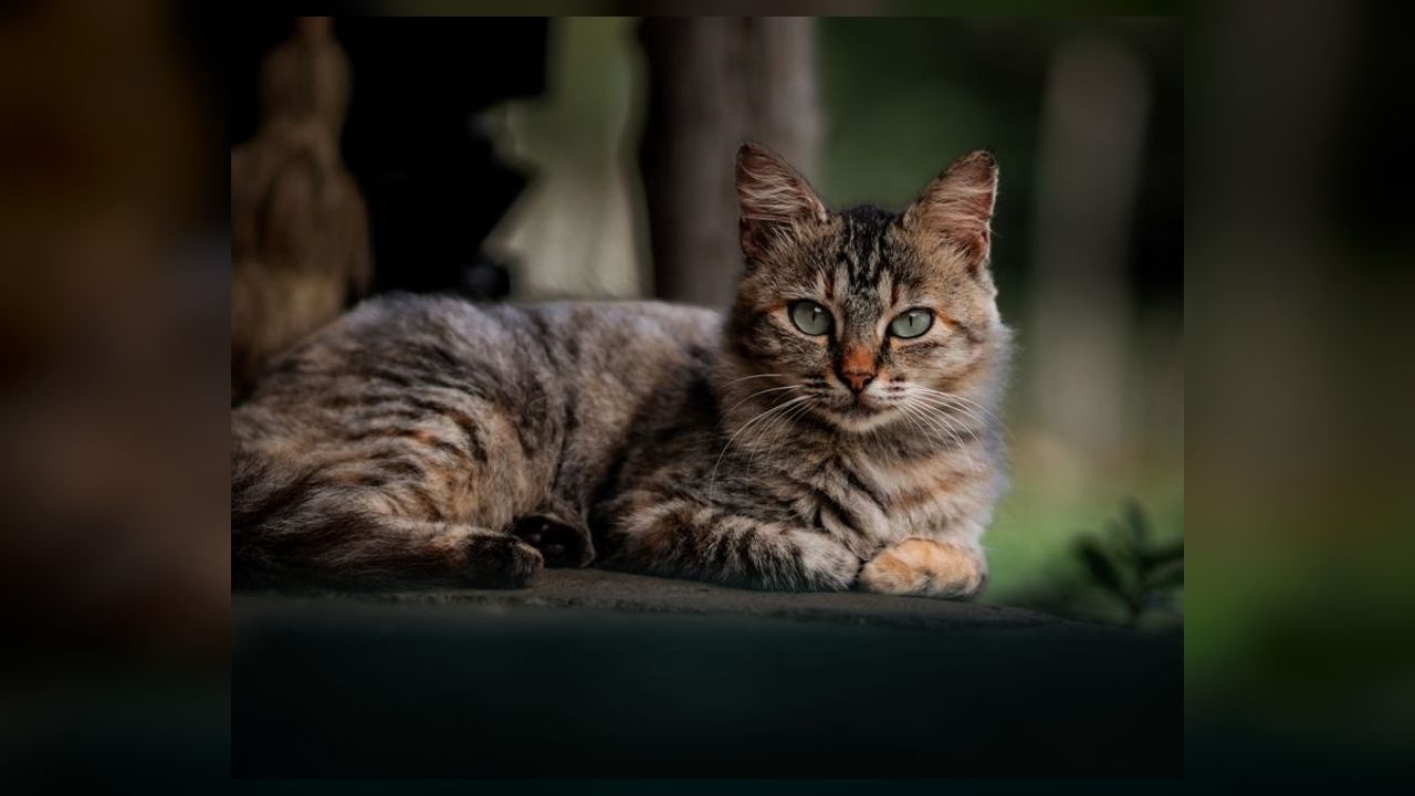 Posição das orelhas do gato revela sinais de estresse, medo e dor