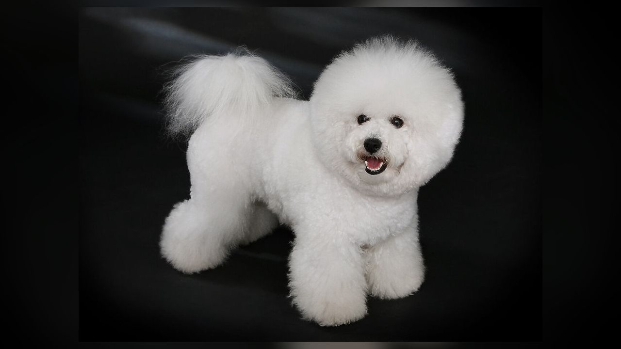 Cachorro mancando: bichon frisé de 3 anos rompe ligamento cruzado e tratamento custa mais de R$ 10 mil