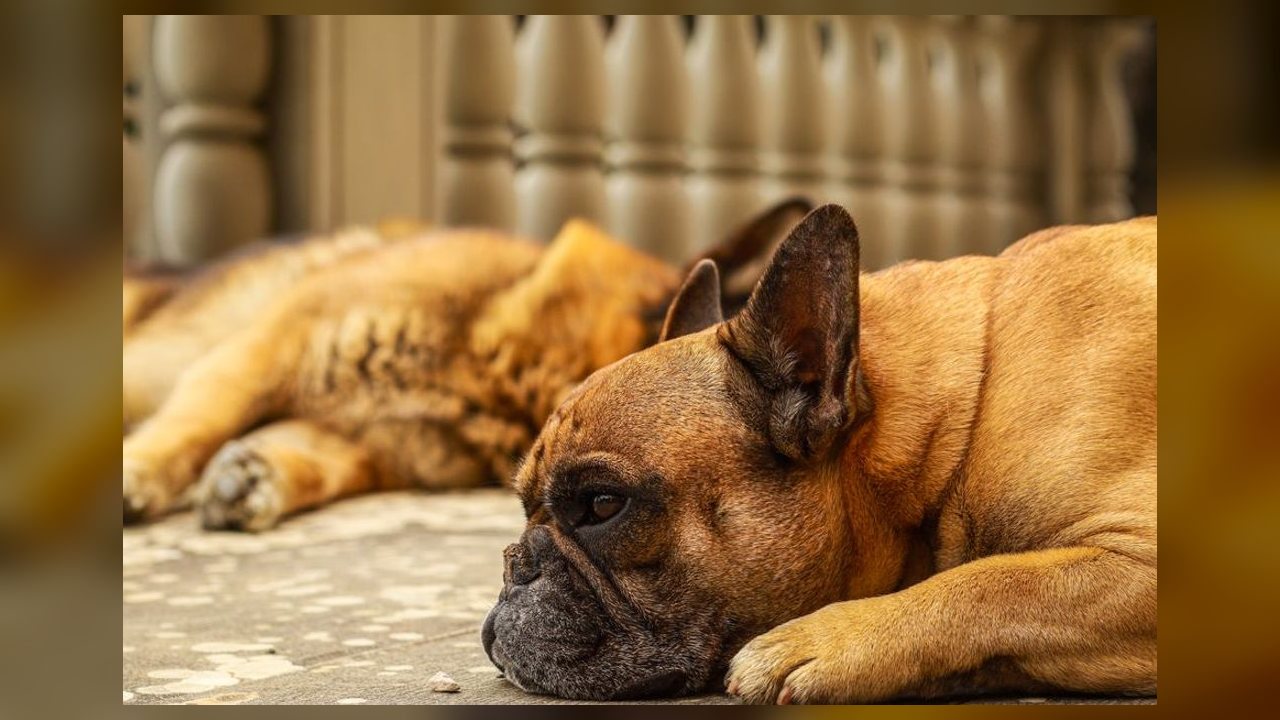 Mudança de comportamento em cachorros pode ser sinal de alerta para tutores, apontam especialistas