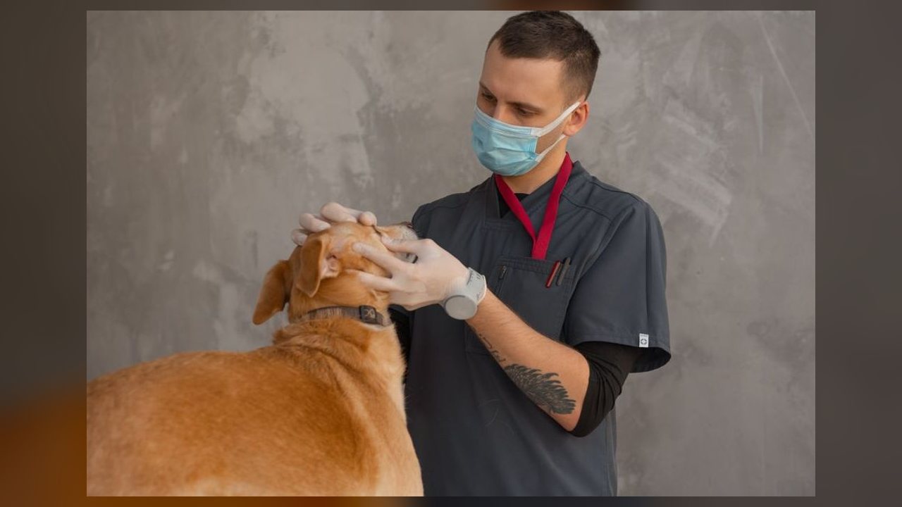 Cão é diagnosticado com tumor de próstata e doença do carrapato ao mesmo tempo em caso real