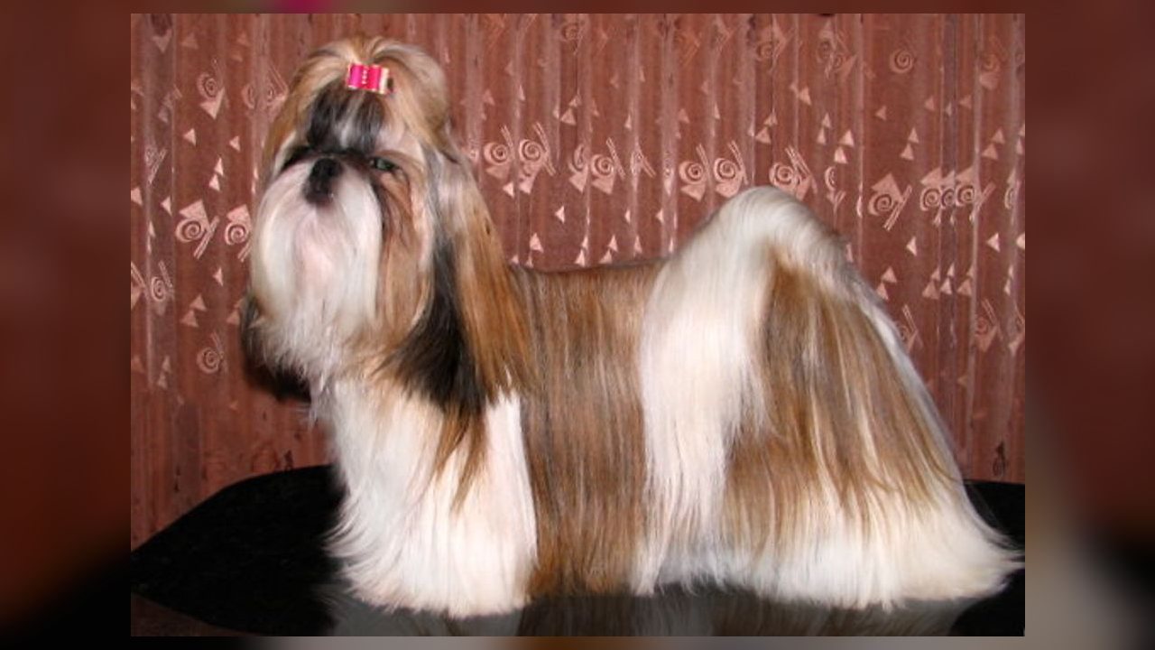 Choco: a despedida de um Shih Tzu que viveu 18 anos ao lado de uma família
