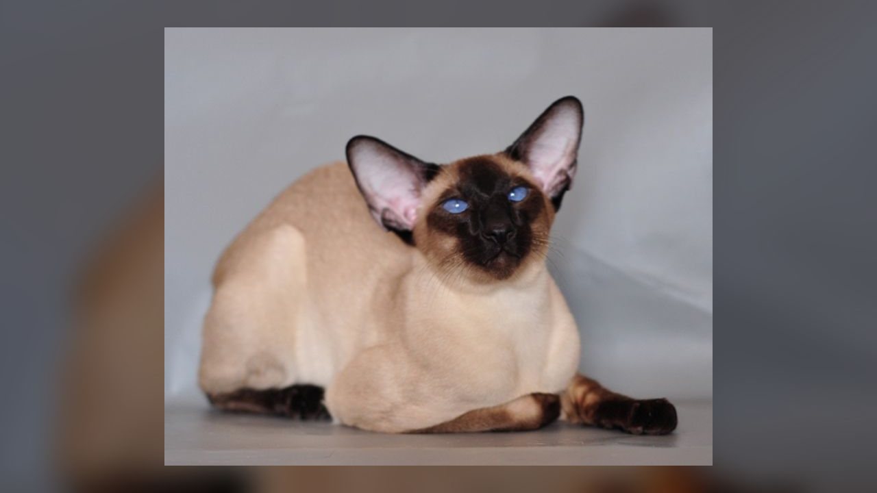 Olhar do gato pode ser primeiro sinal de estresse ou problema de saúde, apontam especialistas em comportamento felino