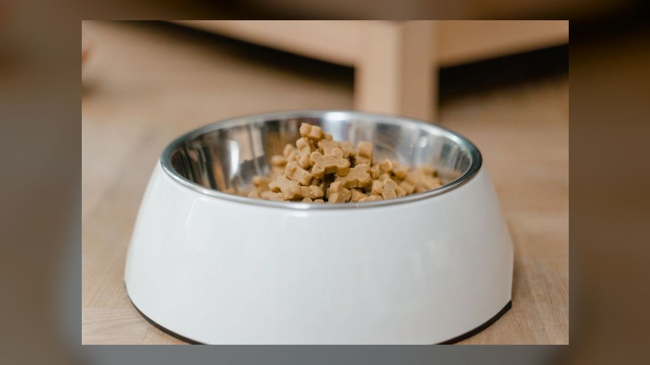 Alimentação correta é fator decisivo para saúde e longevidade de cães, apontam especialistas