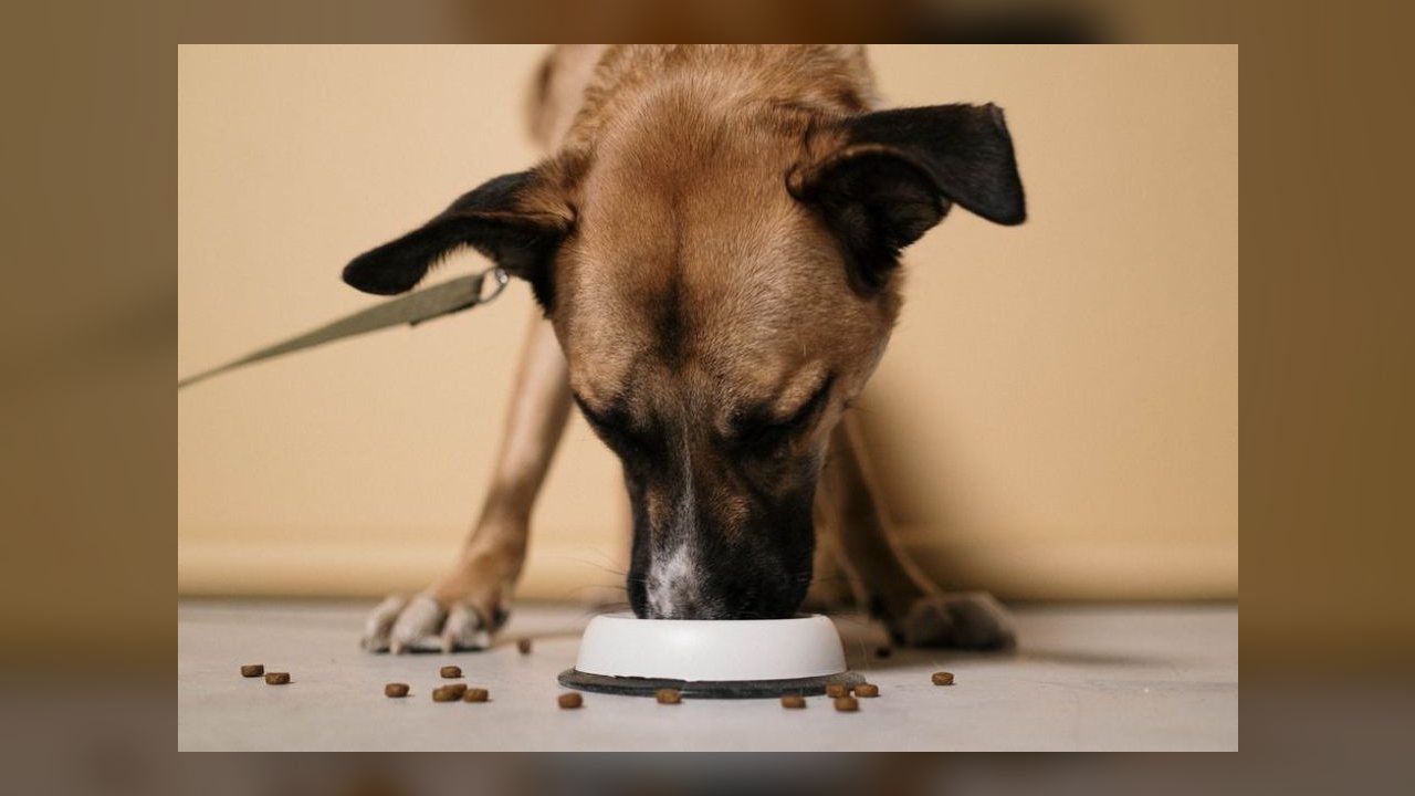 Especialistas reforçam importância da alimentação equilibrada para cães